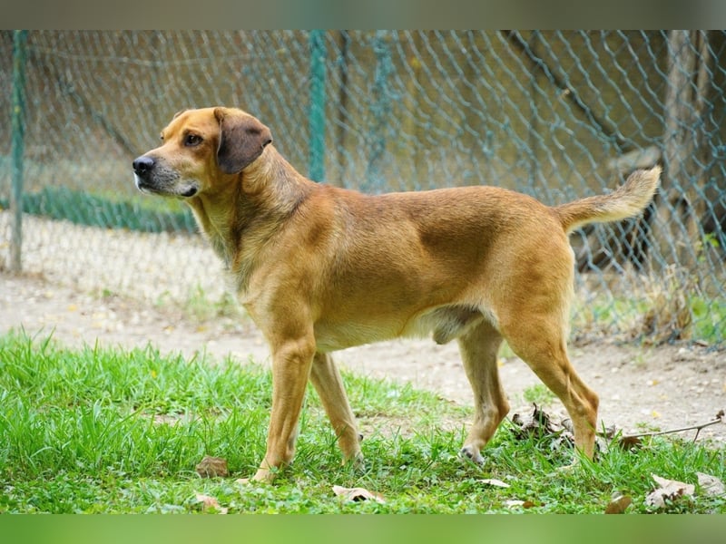 Houdini - Sind Sie Houdinis Houdini?