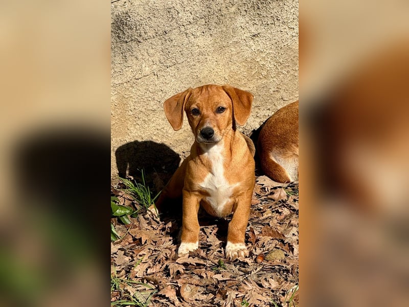 Sandorah - (Dringend Pflegestelle oder Zuhause gesucht) Wo darf ich ankommen?