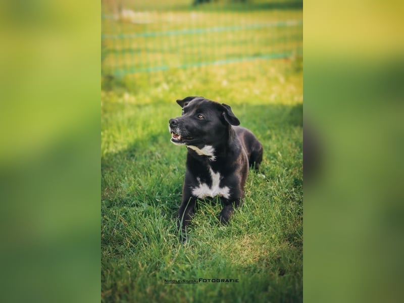 Nikulas - Hallo neues Glück!