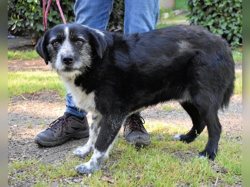 Dino - Gentleman auf Irrwegen