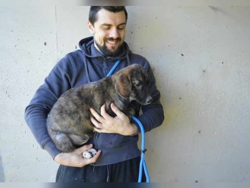 Glyrisse - zarter Hilferuf aus dem Hundegefängnis