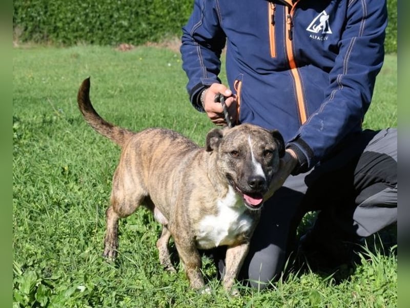 Dachsy - liebt ihn denn gar niemand?