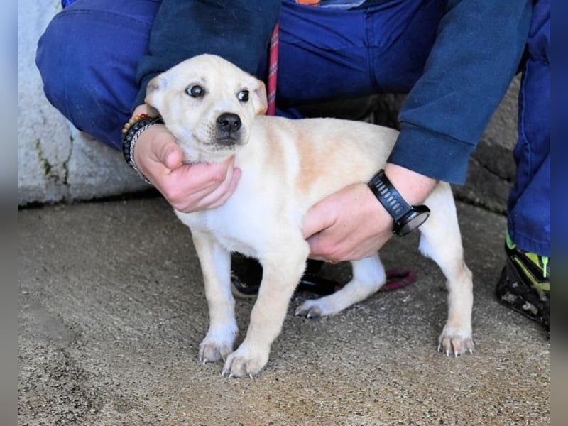 Sniffy - ...und Sirette halten zusammen