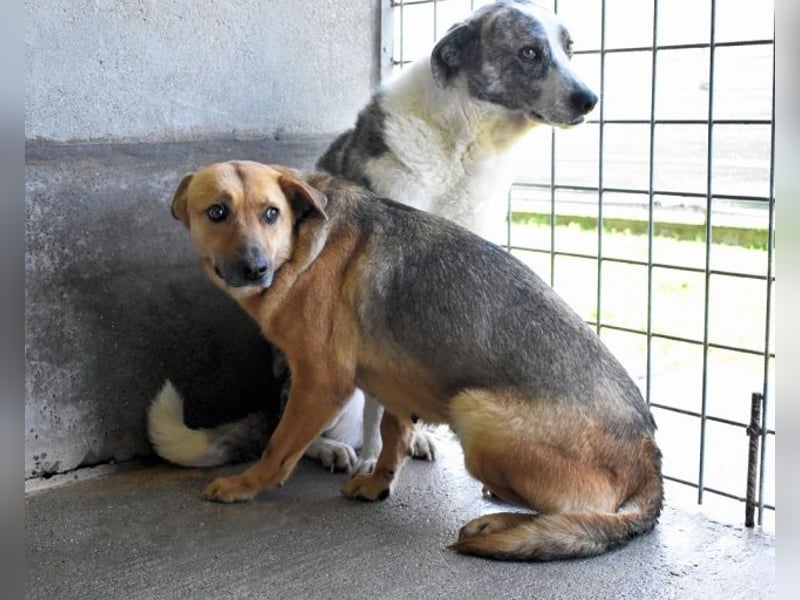 Alphonza - "...alles Gedeihen beruht auf Geduld..."