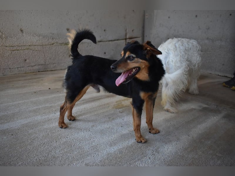 Grigor - Kleiner Angsthase sucht großes Verständnis