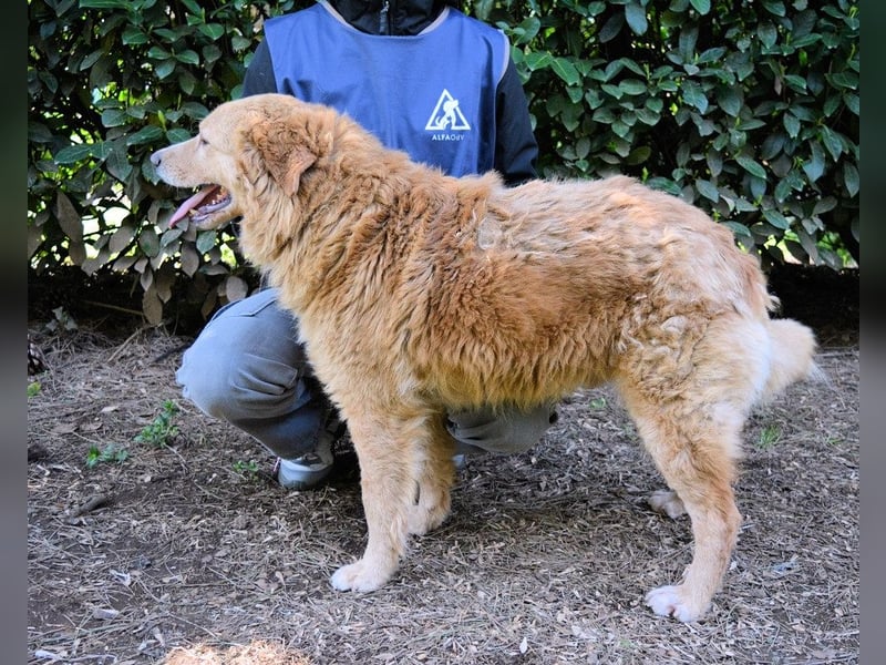 Gibble - Wie ein Wort, das auf der Zunge liegt ...