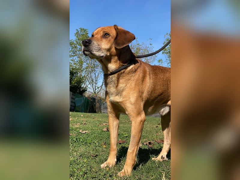 Houdini - Sind Sie Houdinis Houdini?