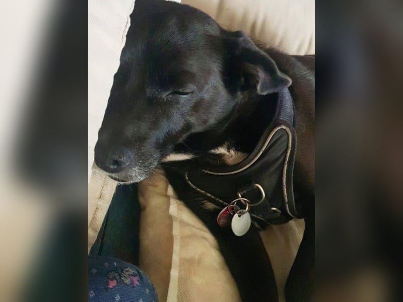 Nikulas - Hallo neues Glück!