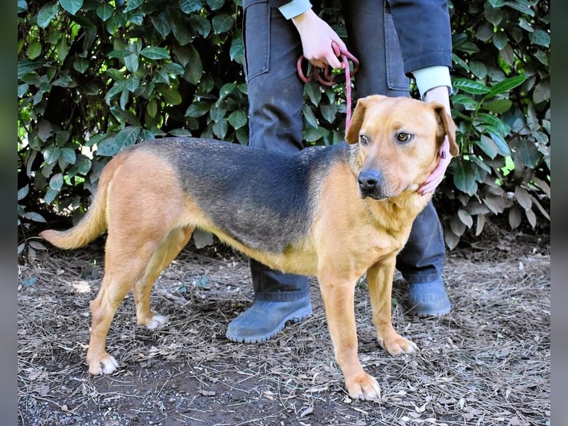 Linnea - Hauptsache ihr großes Herz passt in`s Körbchen