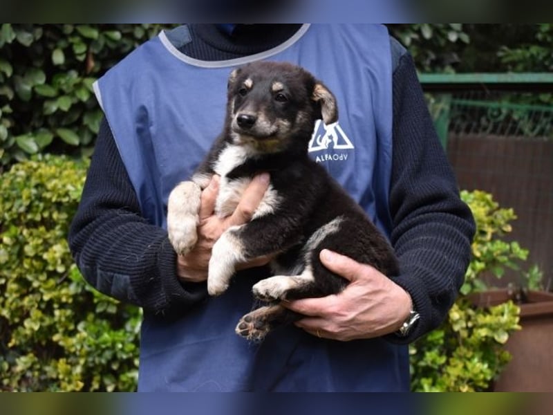 Vessilia - Kuckuck...hallo...sind da draußen Menschen?