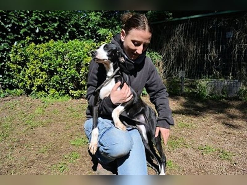 Gabrikia - Zwischen Staub und Sternen