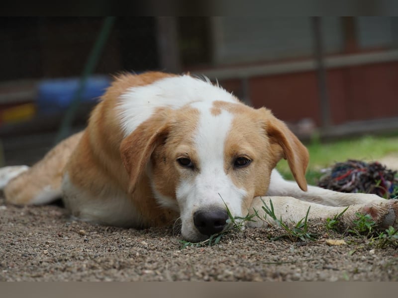 Wurstel - Die leise Hoffnung, dass etwas Besseres kommt