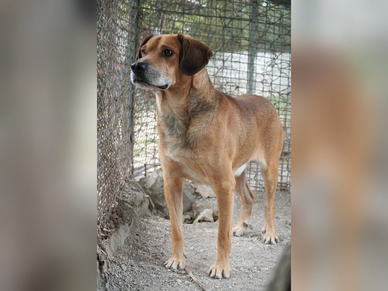 Houdini - Sind Sie Houdinis Houdini?