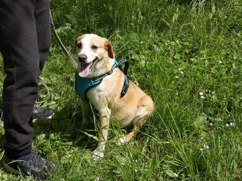 Chucky - NOTFALL - armes kleines Häschen