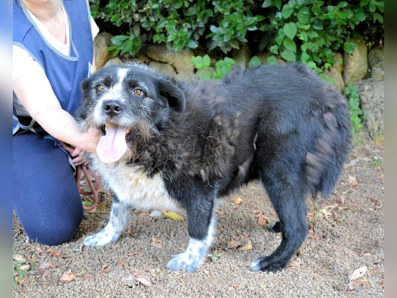 Dino - Gentleman auf Irrwegen