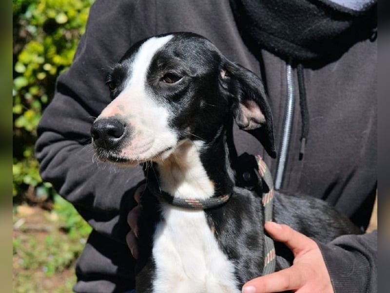 Gabrikia - Zwischen Staub und Sternen