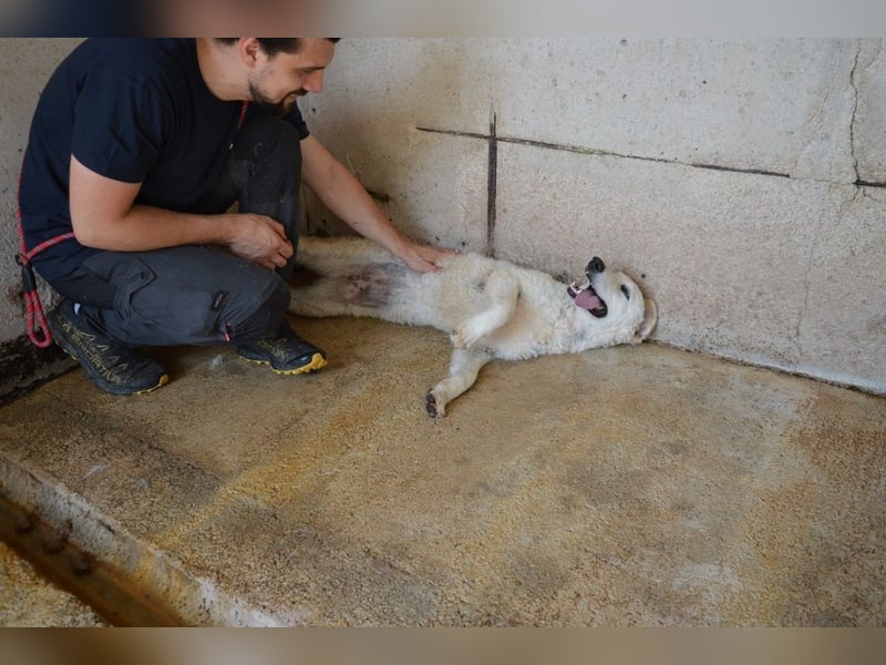 Adryelle - Lebensfreude auf vier Pfoten