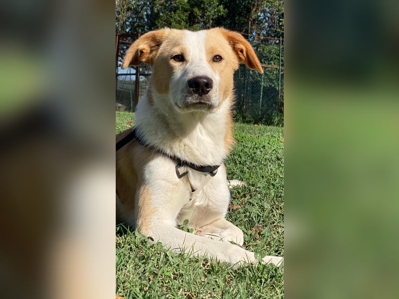 Wurstel - Die leise Hoffnung, dass etwas Besseres kommt