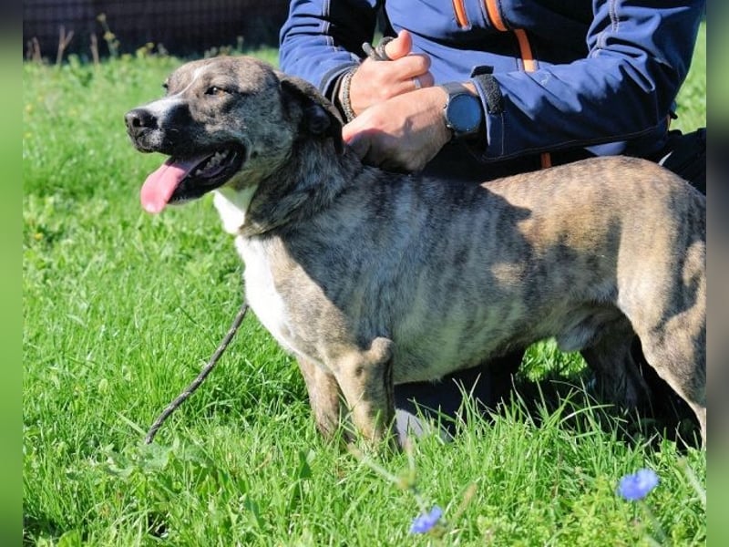 Dachsy - liebt ihn denn gar niemand?