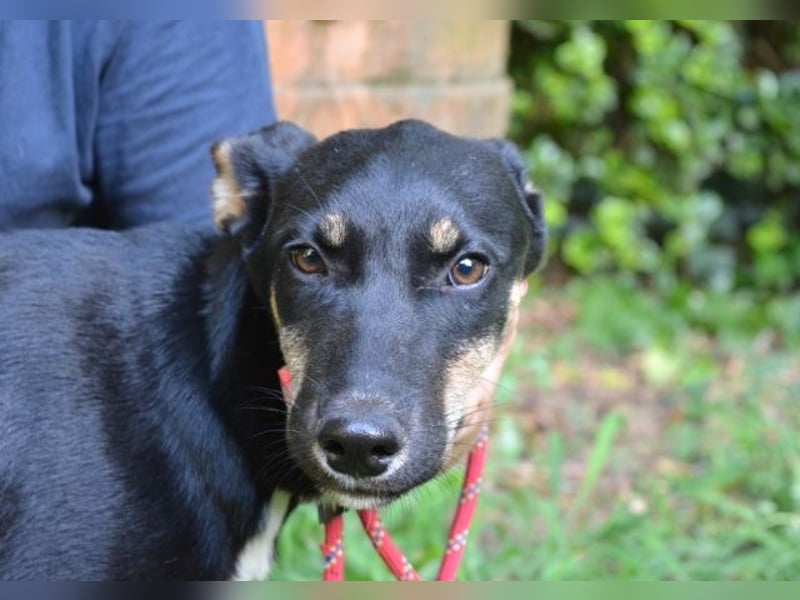 Damiana - ein schüchternes Hundemädchen sucht Sicherheit