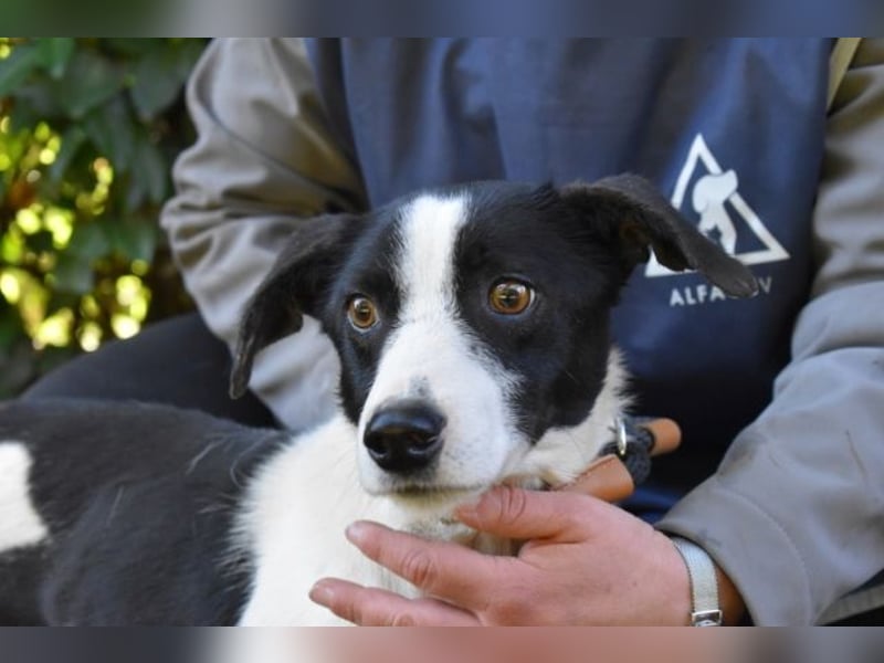 Halcyon - Ein böser Traum, Halcyon, nur ein böser Traum?