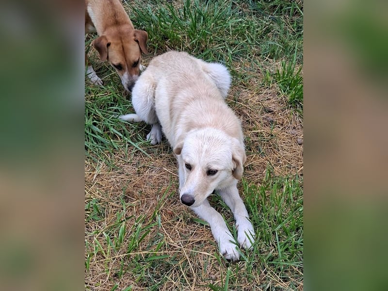 Maja - (Dringend Zuhause oder Pflegestelle gesucht) Wer kennt nicht die Biene Maja?