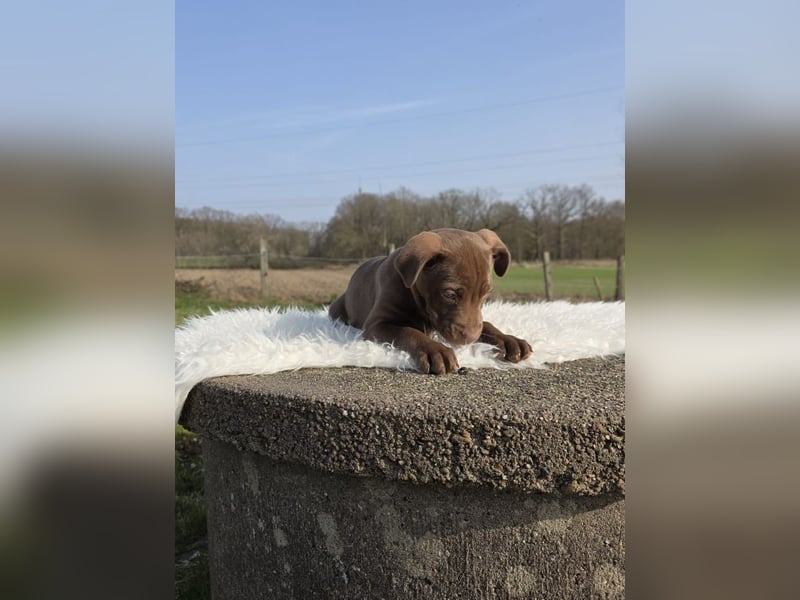 Liva - Also ehrlich, wir sind doch nur Babys!