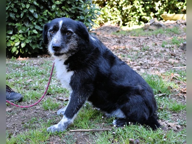 Dino - Gentleman auf Irrwegen