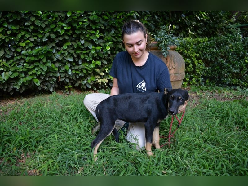 Damiana - ein schüchternes Hundemädchen sucht Sicherheit