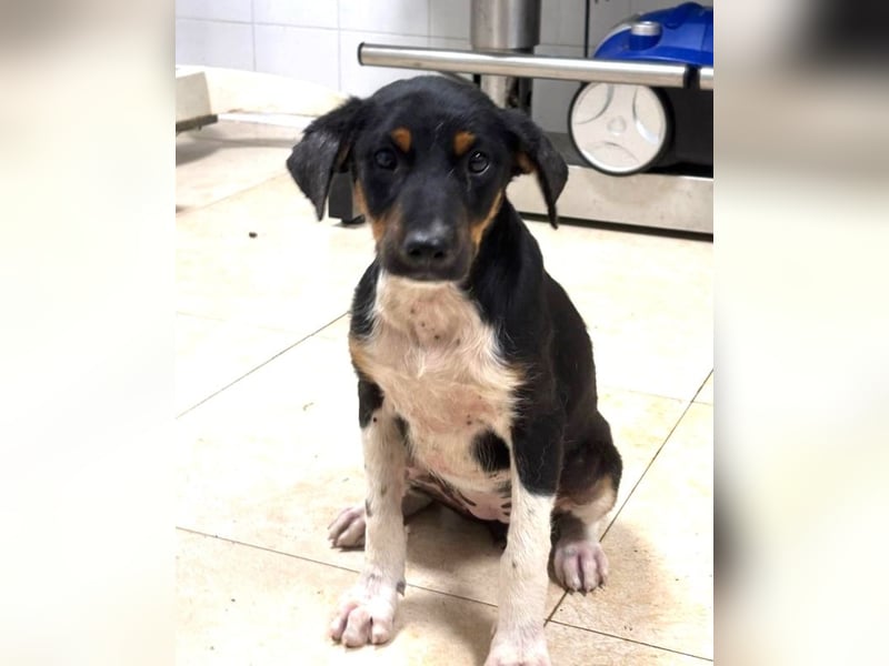 Zelia - Menschen zum Lachen bringen, das ist der Plan