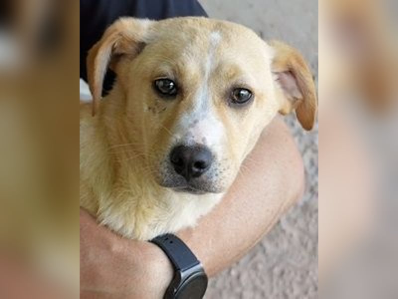 Rodrigue - Ein Anfang, der nie kam