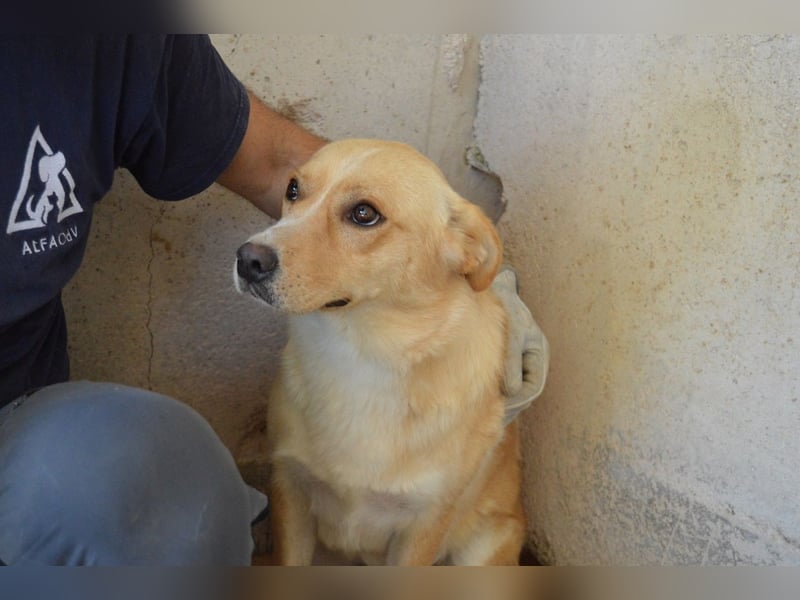 Sigrid - es ist wankelmütig, dieses Schicksal