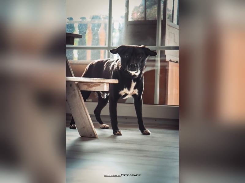 Nikulas - Hallo neues Glück!