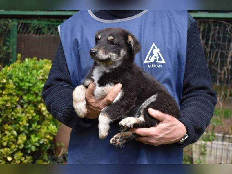 Vessilia - Kuckuck...hallo...sind da draußen Menschen?