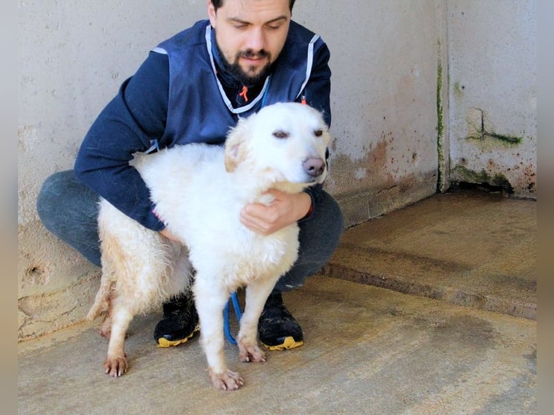 Adryelle - Lebensfreude auf vier Pfoten