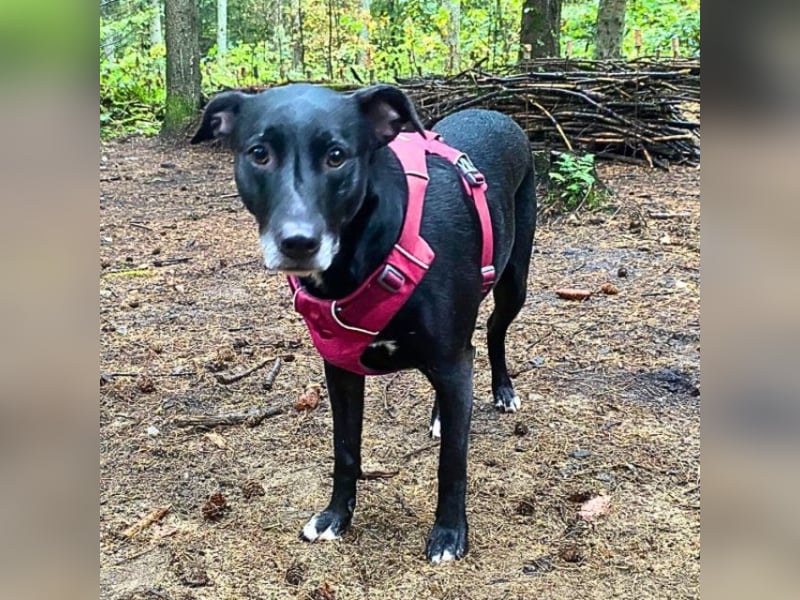 Taya - Manchmal hält das Glück nicht ewig
