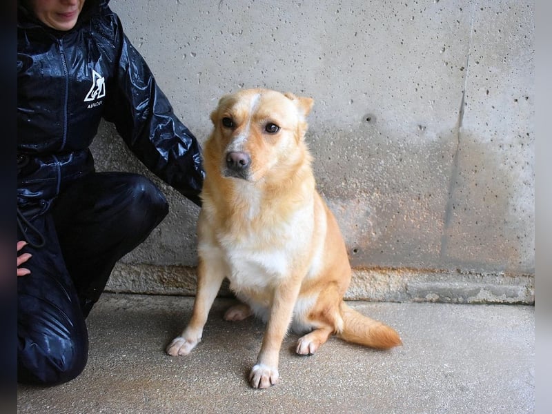 Sigrid - es ist wankelmütig, dieses Schicksal
