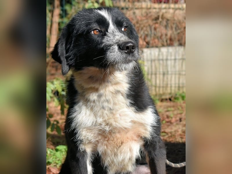 Dino - Gentleman auf Irrwegen