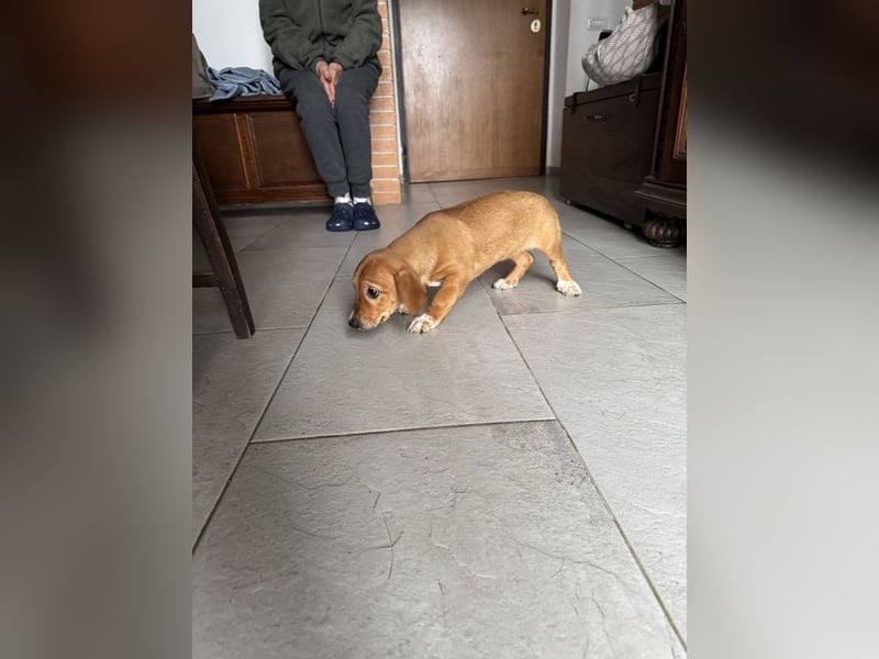 Sandorah - Rehbraunes Stückchen Zucker