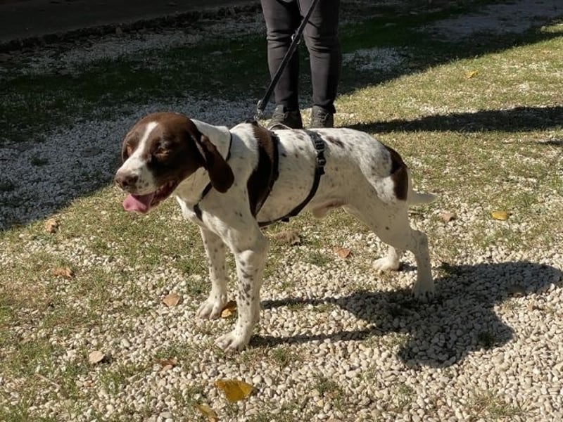 Sandro - Liebster Freigeist sucht Familie (gerne mit Kindern)