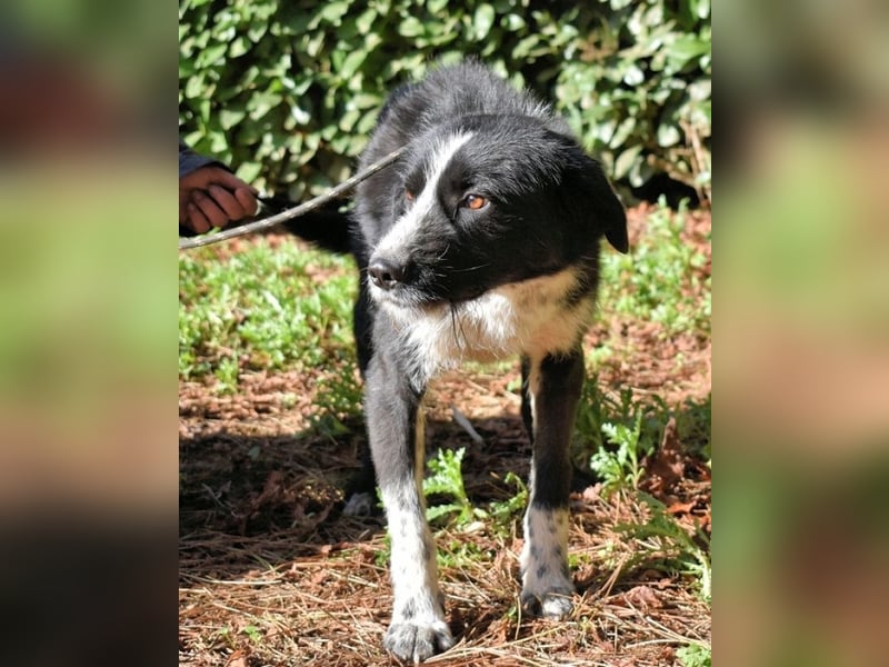 Dino - Gentleman auf Irrwegen