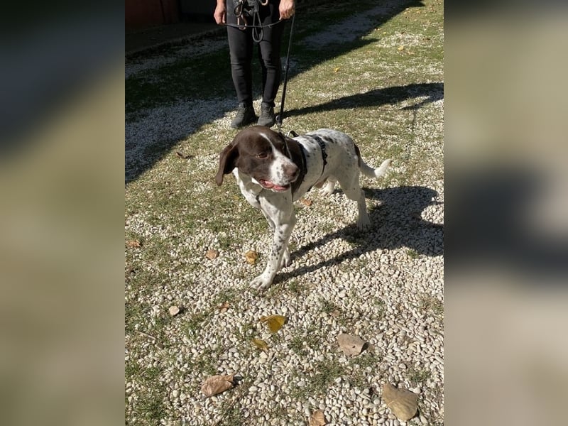 Sandro - Liebster Freigeist sucht Familie (gerne mit Kindern)