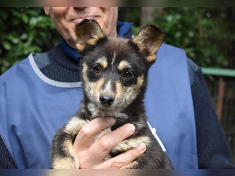 Vionella - Kuckuck...hallo...sind da draußen Menschen?