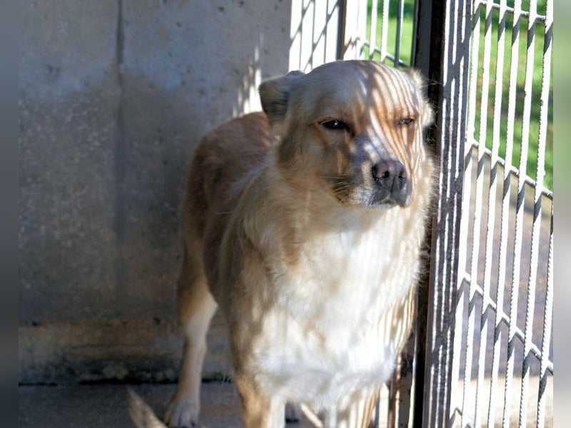 Sigrid - es ist wankelmütig, dieses Schicksal