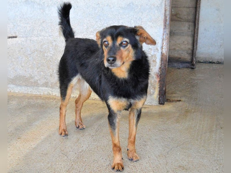 Grigor - Kleiner Angsthase sucht großes Verständnis