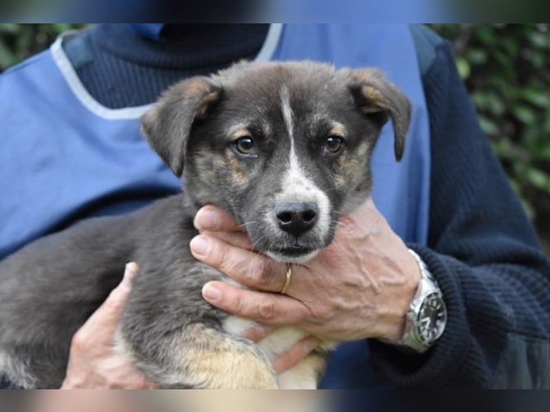 Virox - Kuckuck...hallo...sind da draußen Menschen?