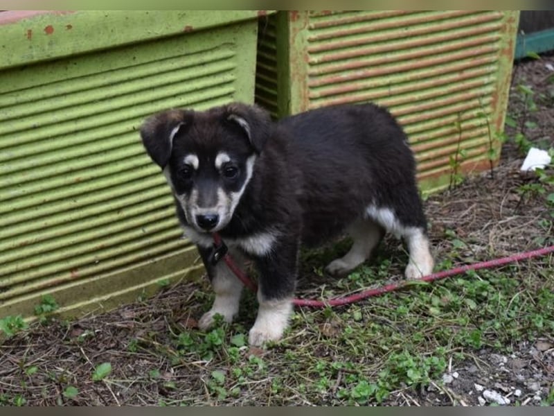 Vistella - Kuckuck...hallo...sind da draußen Menschen?