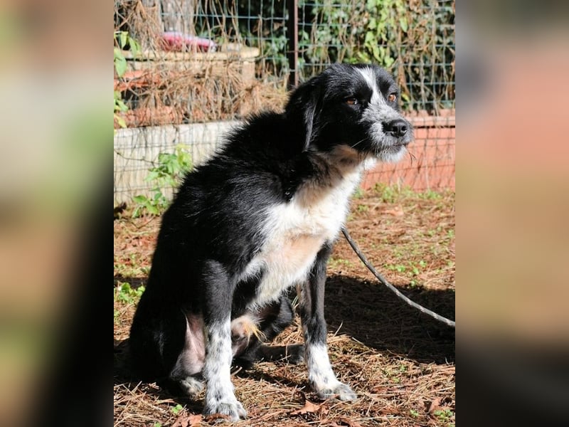 Dino - Gentleman auf Irrwegen