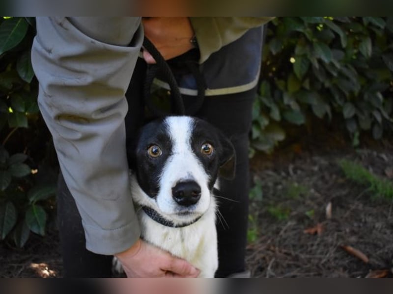 Halcyon - Ein böser Traum, Halcyon, nur ein böser Traum?