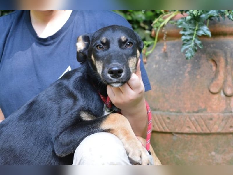 Damiana - ein schüchternes Hundemädchen sucht Sicherheit